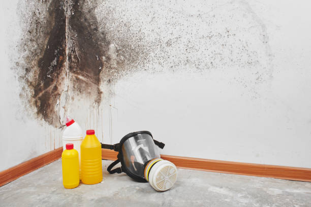 Best Mold Damage Repair  in Lincoln, IL