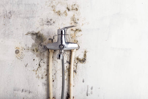 Best Emergency Mold Removal  in Lincoln, IL