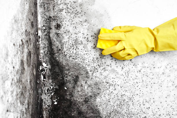 Best Crawl Space Mold Removal  in Lincoln, IL