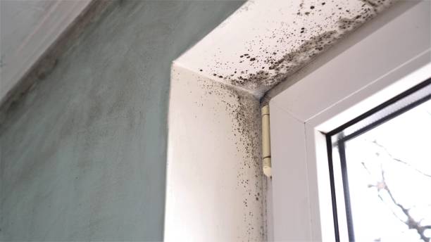 Best Attic Mold Removal  in Lincoln, IL