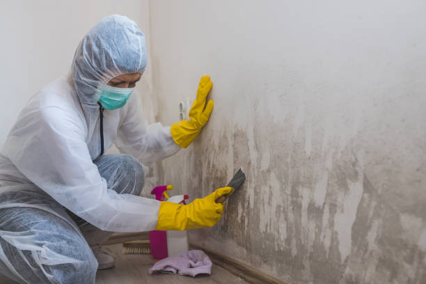 Best Fast Mold Removal  in Lincoln, IL