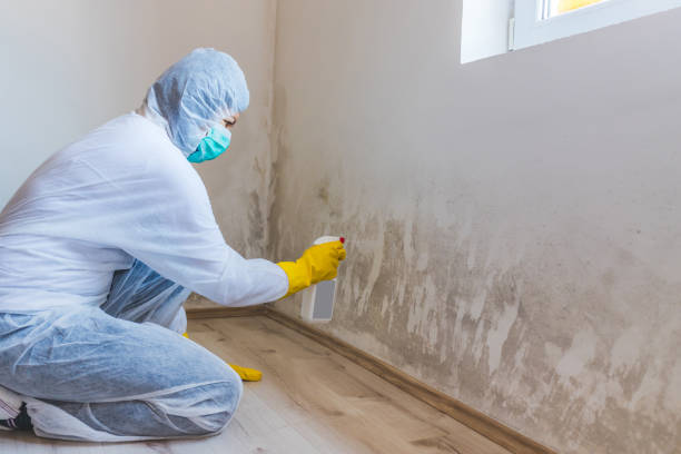 Home Mold Removal in Lincoln, IL