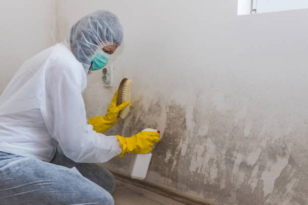 Best Affordable Mold Removal  in Lincoln, IL