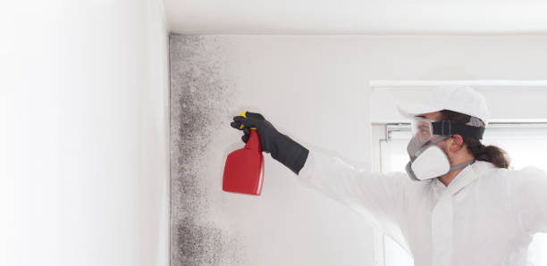 Best Mold Remediation  in Lincoln, IL