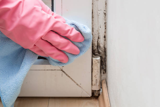 Best Attic Mold Removal  in Lincoln, IL