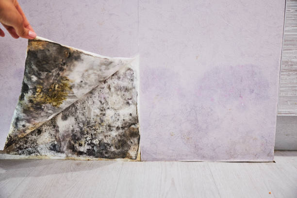 Best Office Mold Removal Services  in Lincoln, IL